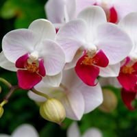 Segredos das Orquídeas chat bot