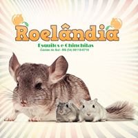 Chinchilas e Esquilos Caxias - Roelândia chat bot