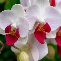 Dicas De Orquídeas chat bot