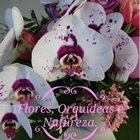 Flores, Orquídeas e Natureza chat bot