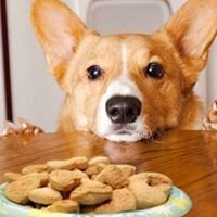 Petiscos para Cães - Biscoitos Naturais chat bot