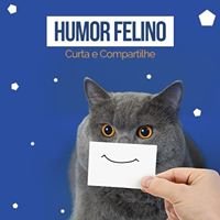 Humor Felino chat bot