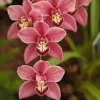 Manual Como Cultivar Orquídeas chat bot